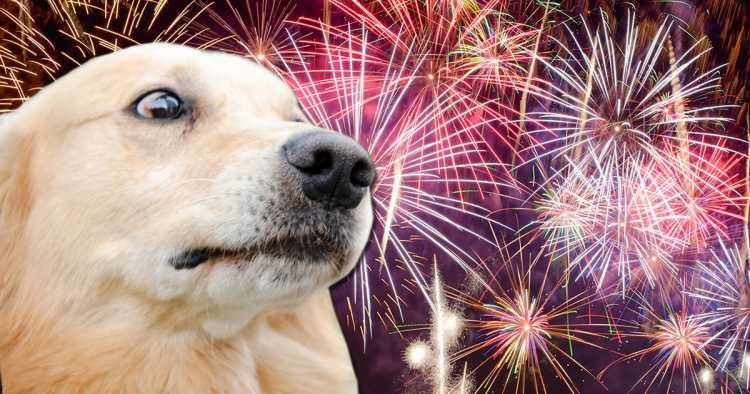 Como proteger o pet dos barulhos de fogos de artifício Como proteger o pet dos barulhos de fogos de artifício