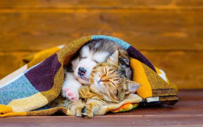 Doenças de inverno nos pets: veja como cuidar e prevenir Doenças de inverno nos pets: veja como cuidar e prevenir