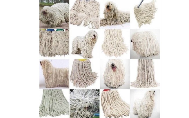 Sabe dizer qual foto tem um cachorro e em qual tem um esfregão? Sabe dizer qual foto tem um cachorro e em qual tem um esfregão?