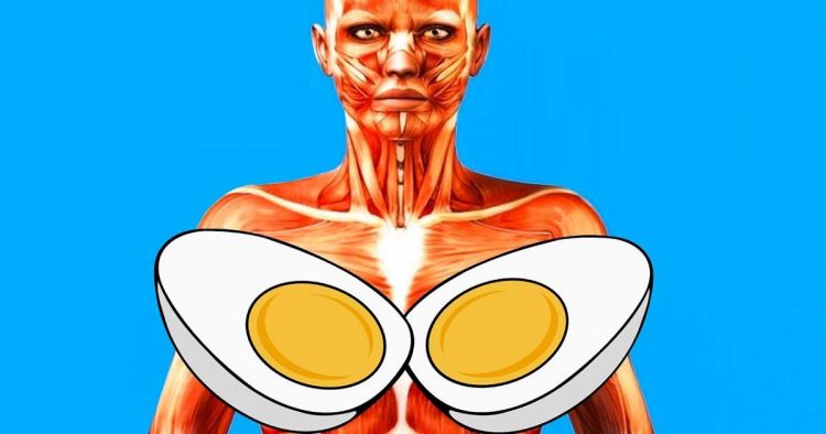Isto é o que acontece se você comer dois ovos todos os dias